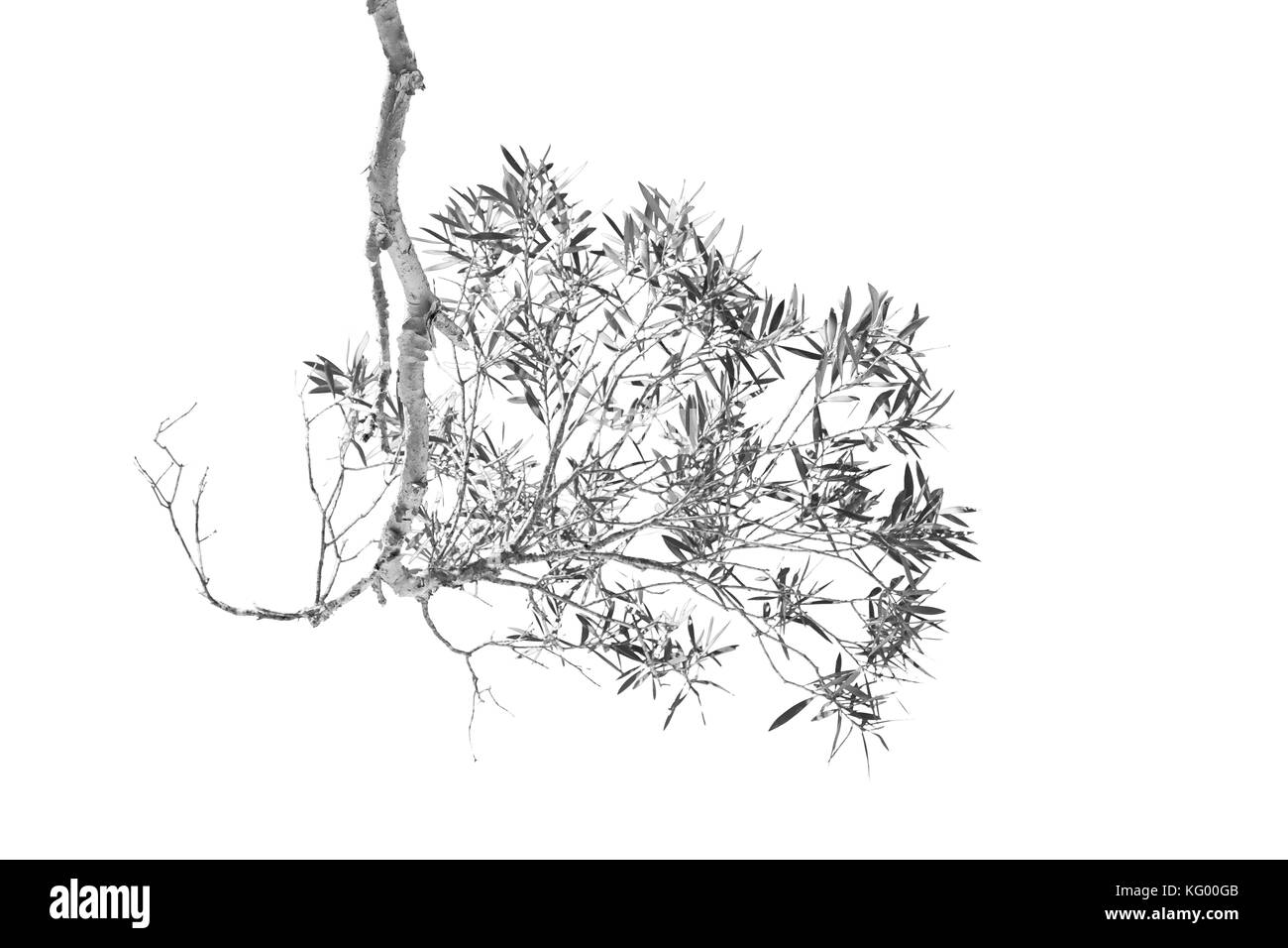 In Australia outback la struttura ad albero e foglie nel cielo chiaro Foto Stock