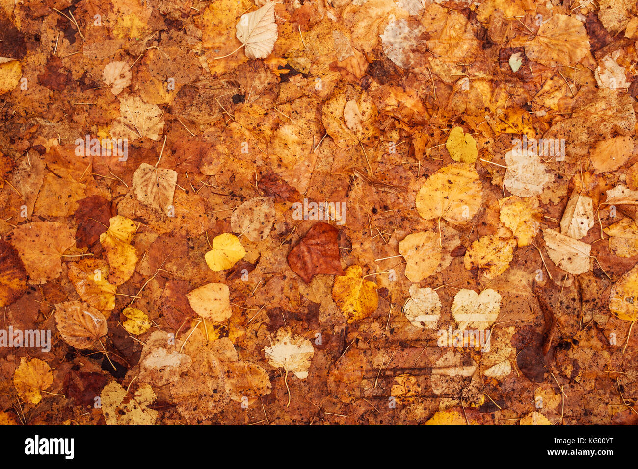 Foglie di autunno sul terreno, vista dall'alto. gialla naturale texture organica come sfondo per caduta stagione Foto Stock