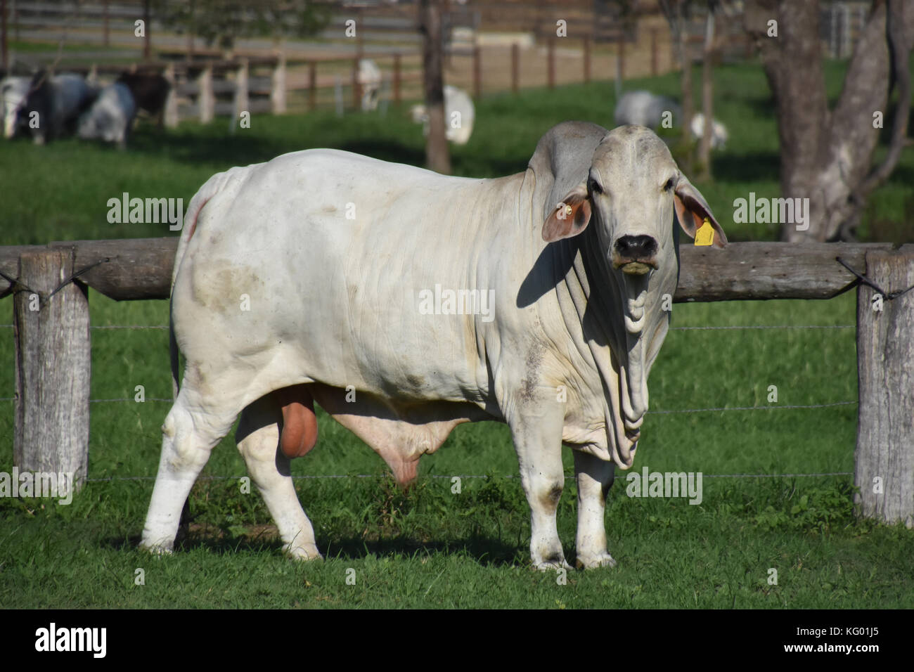 TORI BIANCHI BRAHMAN Foto Stock