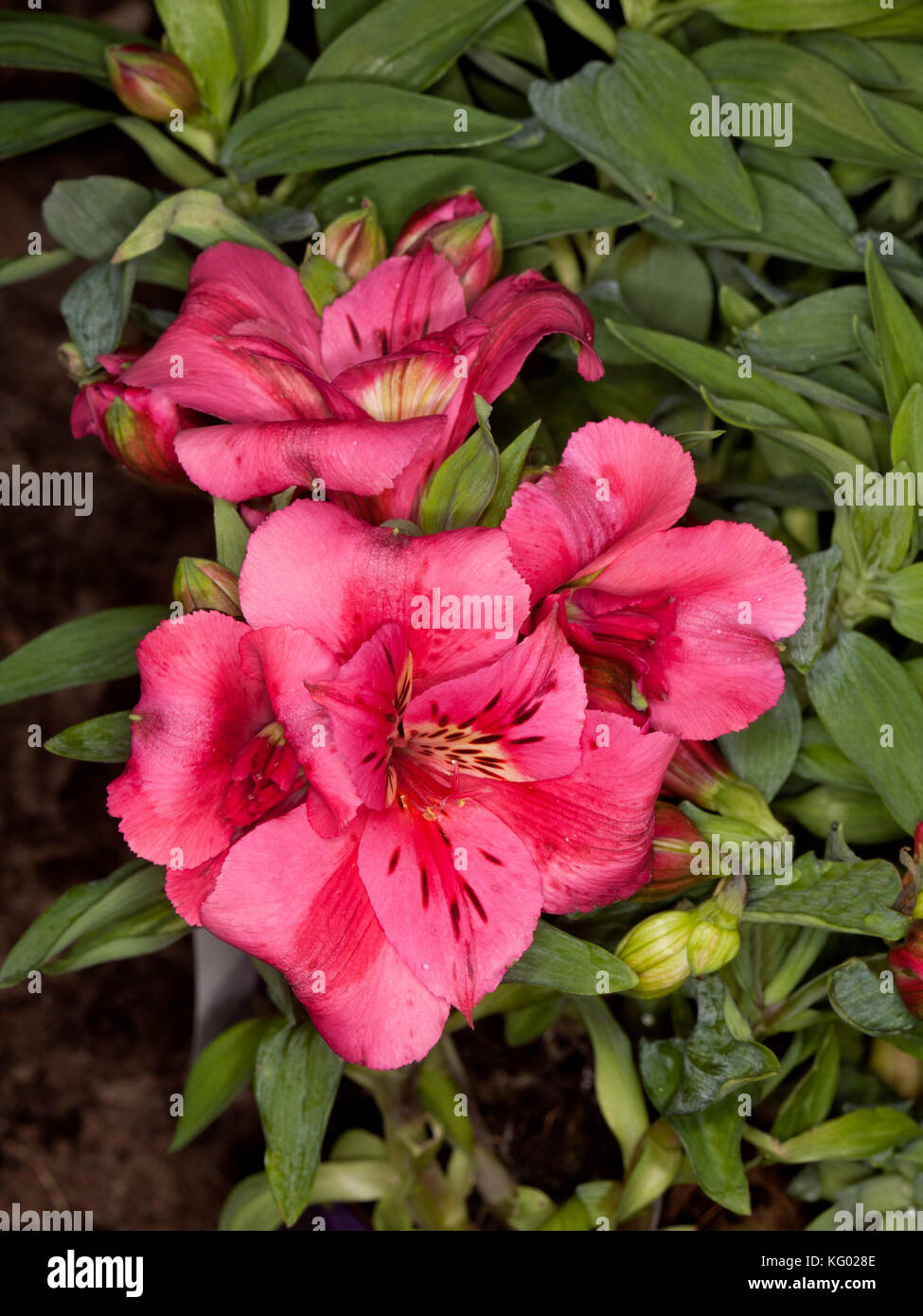 Cluster di bella rosa intenso dei fiori di Alstroemeria " Gatti ", Principessa / giglio peruviano, sullo sfondo di lucide foglie verdi Foto Stock