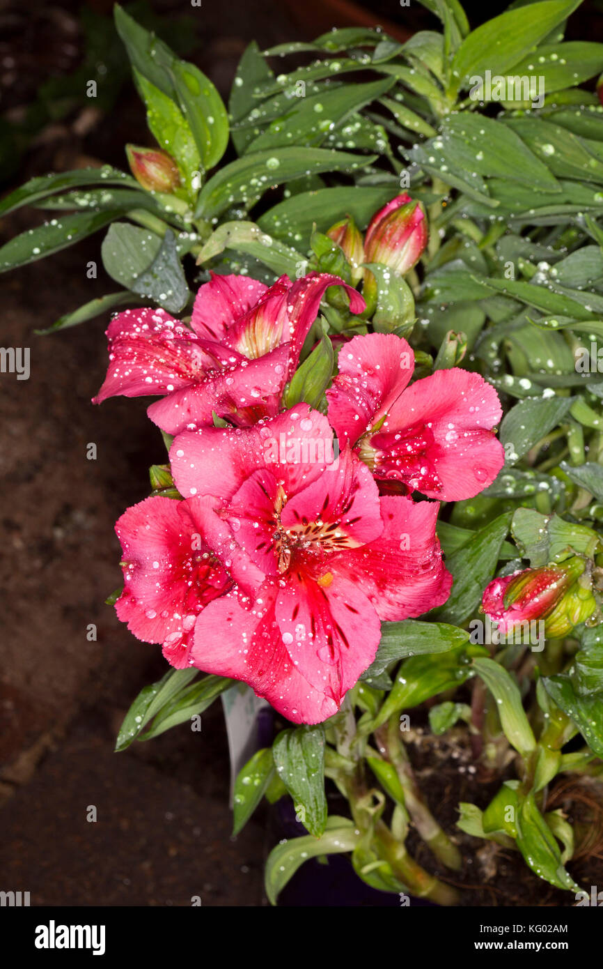 Cluster di deep pink fiori di Alstroemeria " Gatti ", Principessa / giglio Peruviano con gocce di pioggia su petali, sullo sfondo di lucide foglie verdi Foto Stock