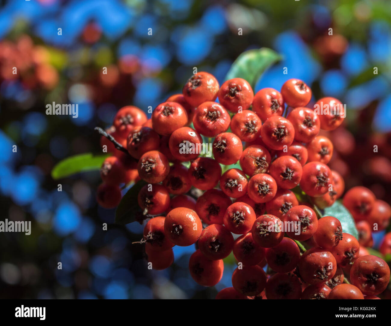 Sorbus aucuparia mountain frassino bacche rosse Foto Stock
