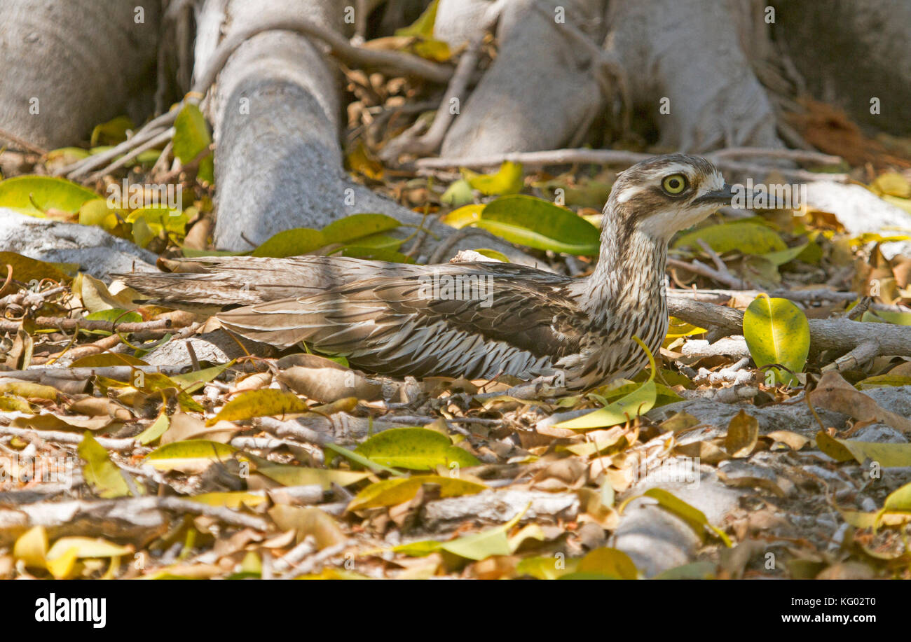 Bush australiano di pietra, curlew Burhinus grallarius, Bush e spesso-ginocchio, seduta sul nido su terra & mimetizzati fra foglie cadute sul suolo della foresta Foto Stock