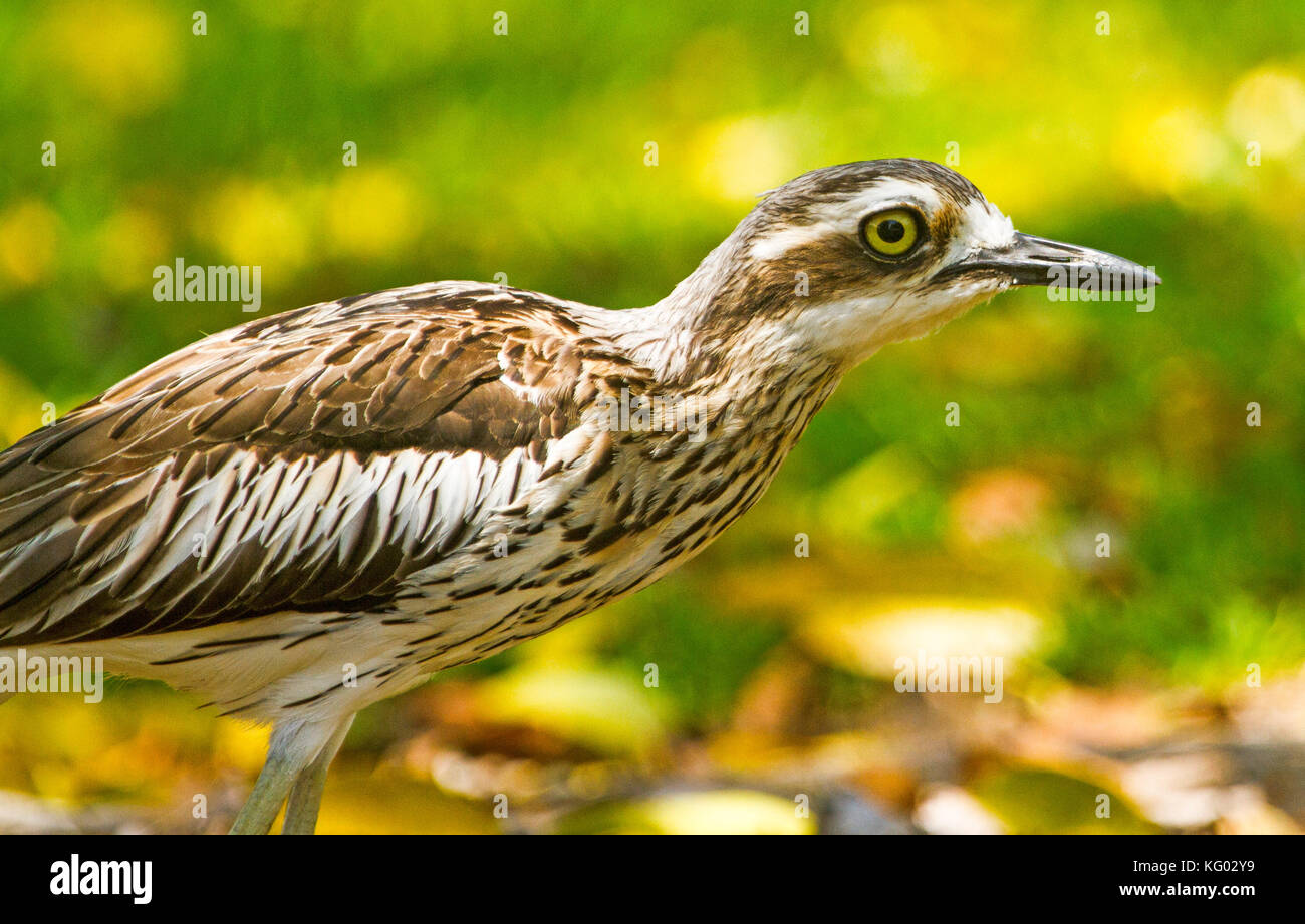 Close-up di testa del bush australiano in pietra, curlew Burhinus grallarius, Bush e spesso-ginocchio,con occhio luminoso, contro lo sfondo di colore verde Foto Stock