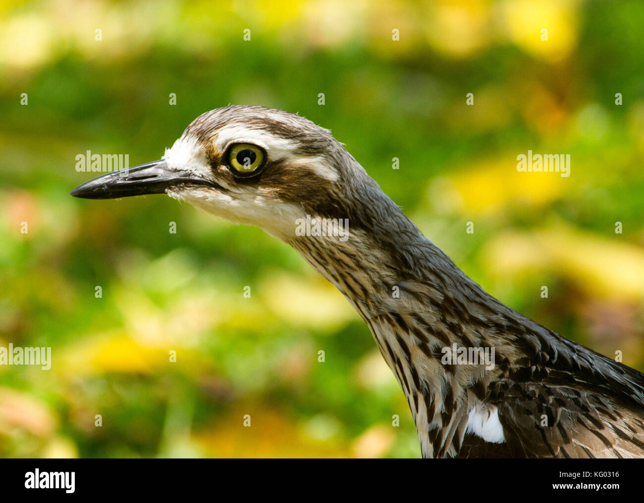 Close-up di testa del bush australiano in pietra, curlew Burhinus grallarius, Bush e spesso-ginocchio,con occhio luminoso, contro lo sfondo di colore verde Foto Stock