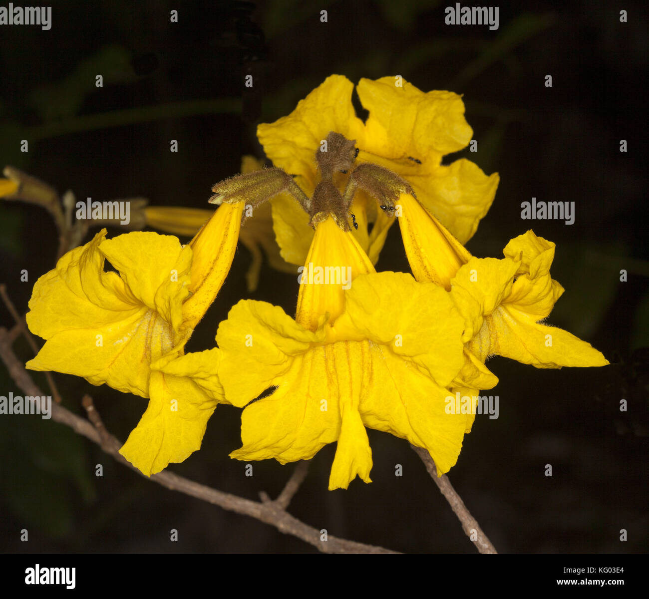 Cluster di golden fiori gialli di Tabebuia chrysotricha, struttura a campana, su sfondo scuro in giardino australiano Foto Stock
