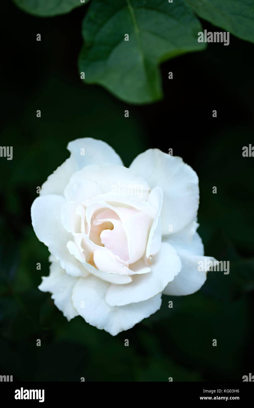 Rosa bianca su sfondo nero Foto Stock