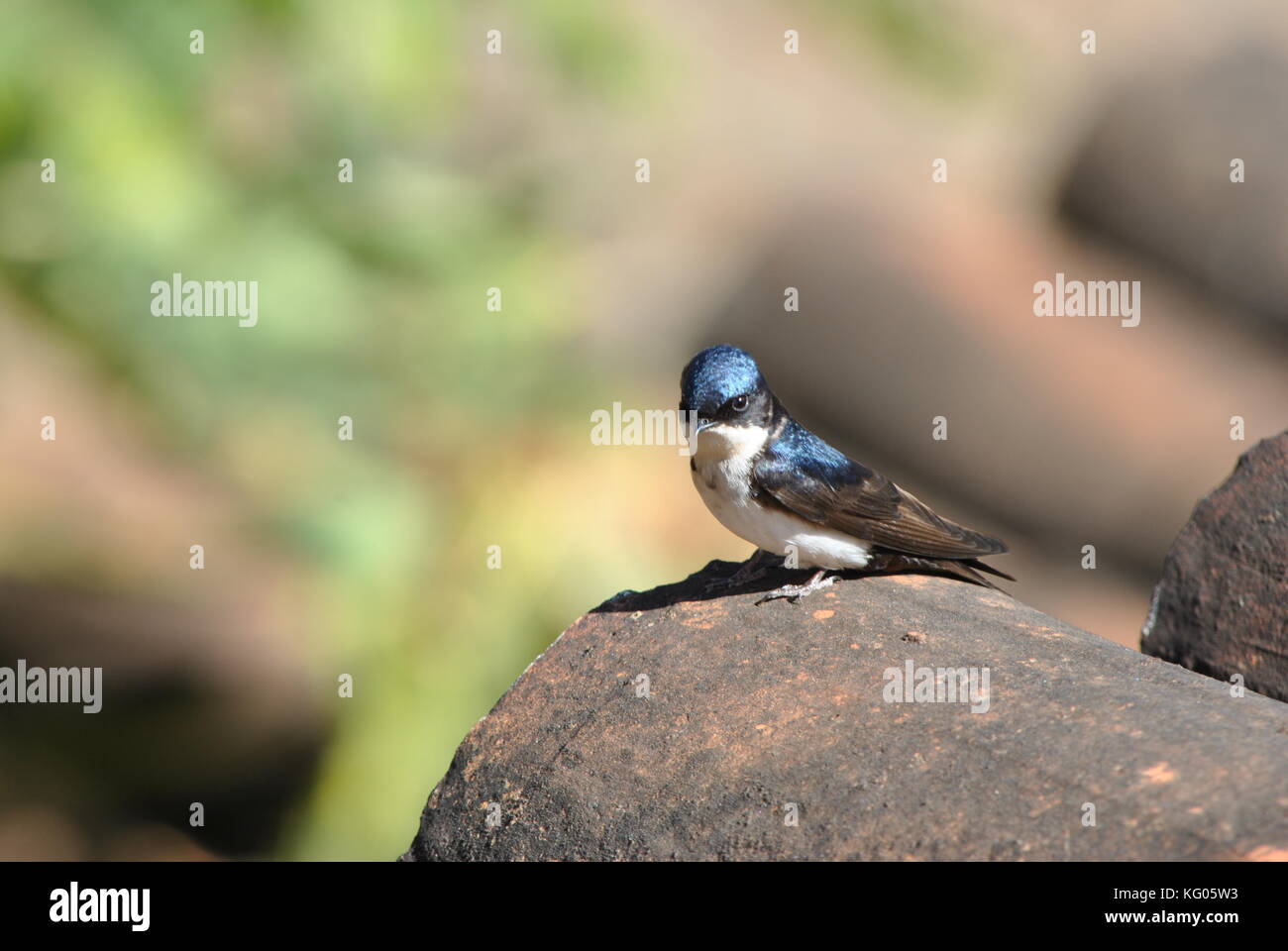 Swallow bird Foto Stock