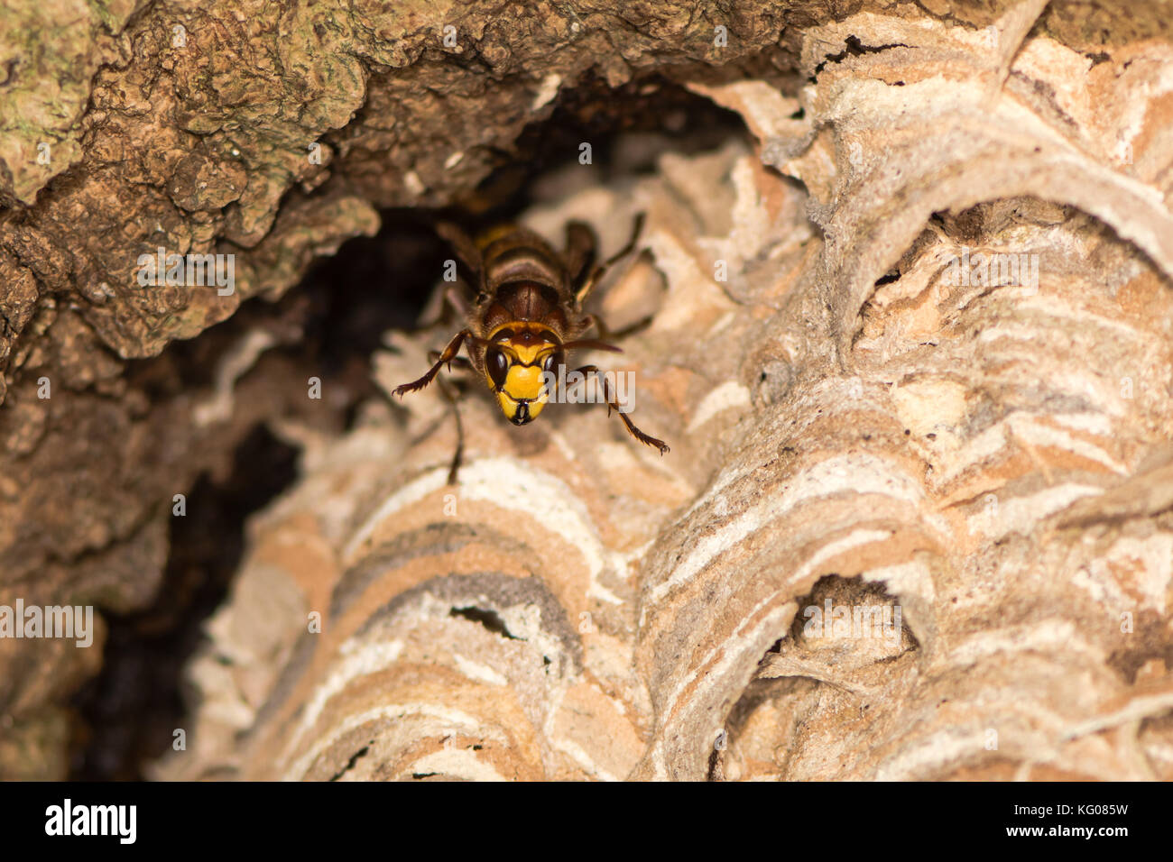 Il calabrone europeo (Vespa crabro) sul nido. Grande vespe in piedi su nido di carta, mostrando comportamento difensivo, in Wiltshire, Regno Unito Foto Stock