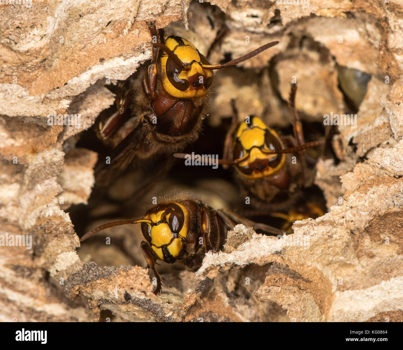 I calabroni europea (Vespa crabro) difendere il foro nel nido. Grandi vespe attivi a nido di carta che mostra il comportamento difensivo, nel Wiltshire, Regno Unito Foto Stock