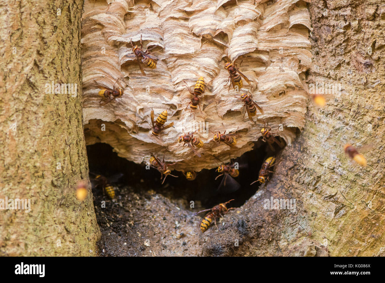 I calabroni europea (vespa crabro) intorno al nido nella struttura ad albero. immagine composita di grandi vespe andando e venendo intorno al nido nella struttura ad albero Foto Stock
