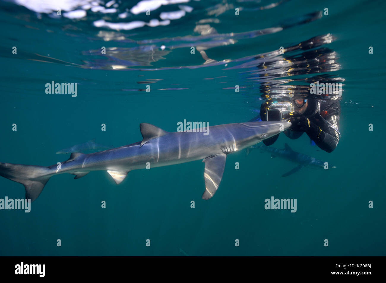 Subacqueo con blue shark Foto Stock