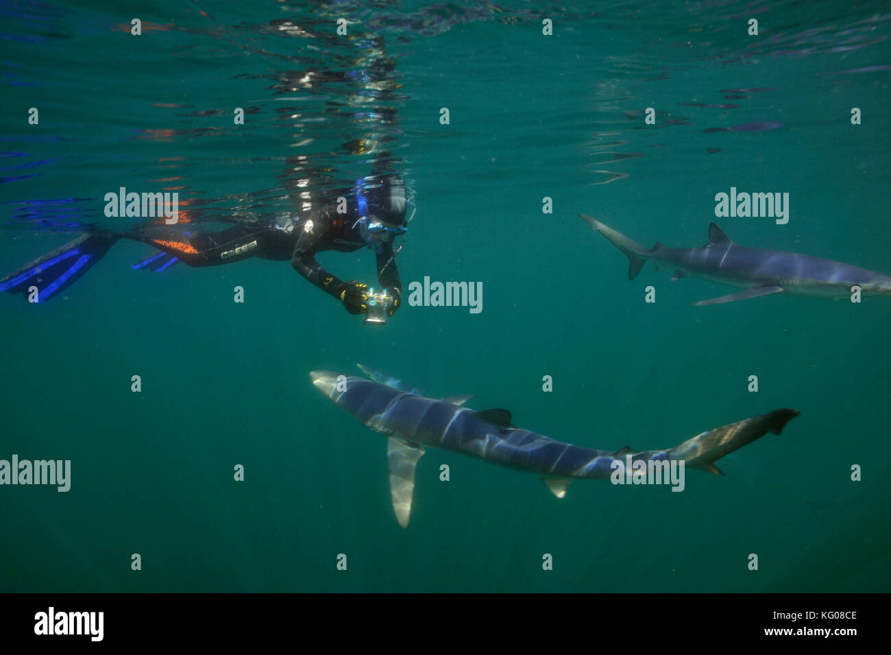 Subacqueo con blue shark Foto Stock