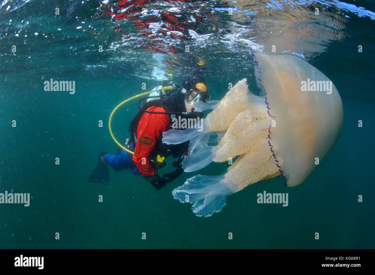 Subacqueo con canna medusa Foto Stock