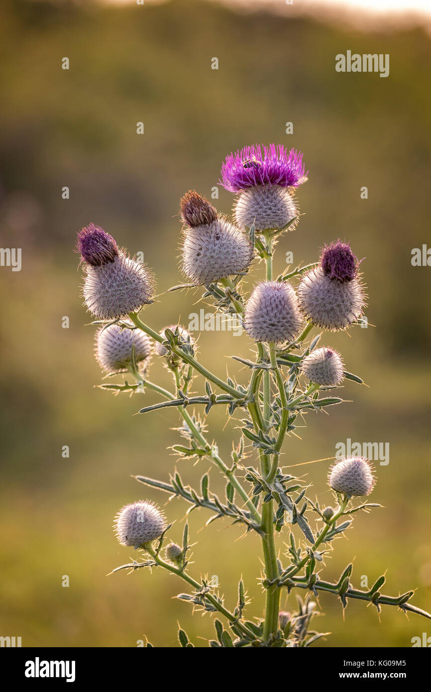 Thistle bellissimo fiore viola sul tramonto Foto Stock