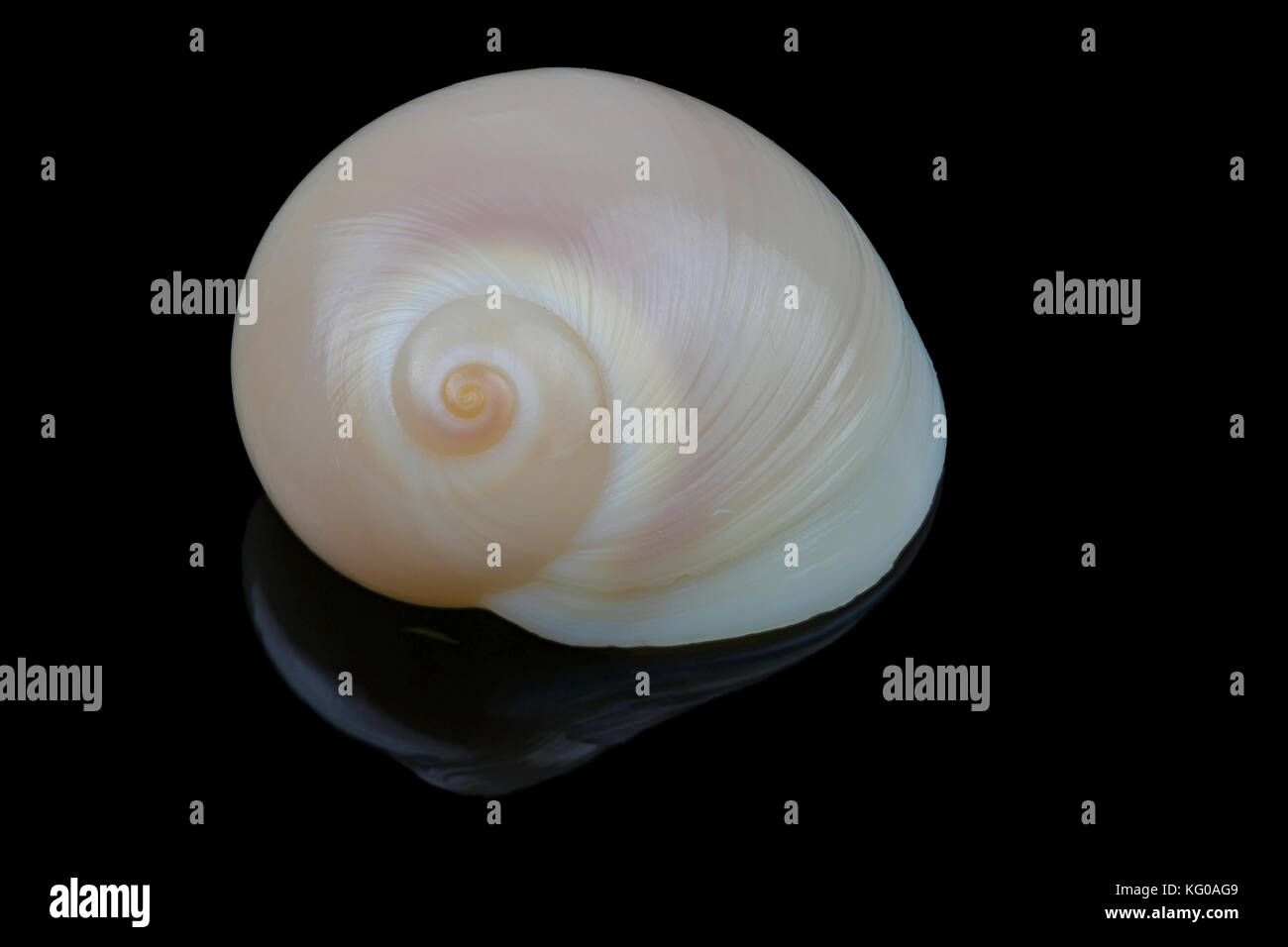 Neverita Didyma o luna shell isolata su sfondo nero. predatori marini lumaca di mare e un mollusco nella famiglia Naticidea, Dimensione è L2,6xH1,75 cm Foto Stock