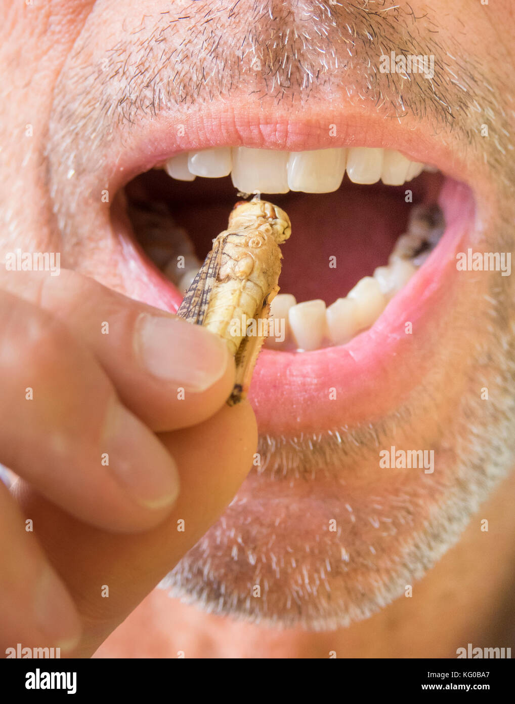 Uomo di mangiare un essiccato cricket. close-up di bocca pronto a prendere un boccone. Foto Stock
