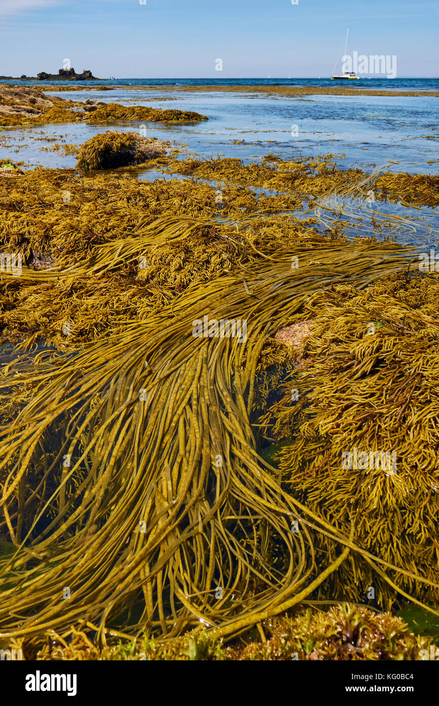 Le alghe di Thongweed sulle belle Isole Glenan situate al largo della costa occidentale del Finistere vicino a Concarneau Bretagna Francia. Foto Stock
