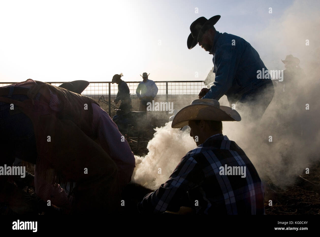 SILHOUETTE di cowboy e lavoratori branding, marcatura e vaccinare i vitelli in un ranch, TEXAS Foto Stock