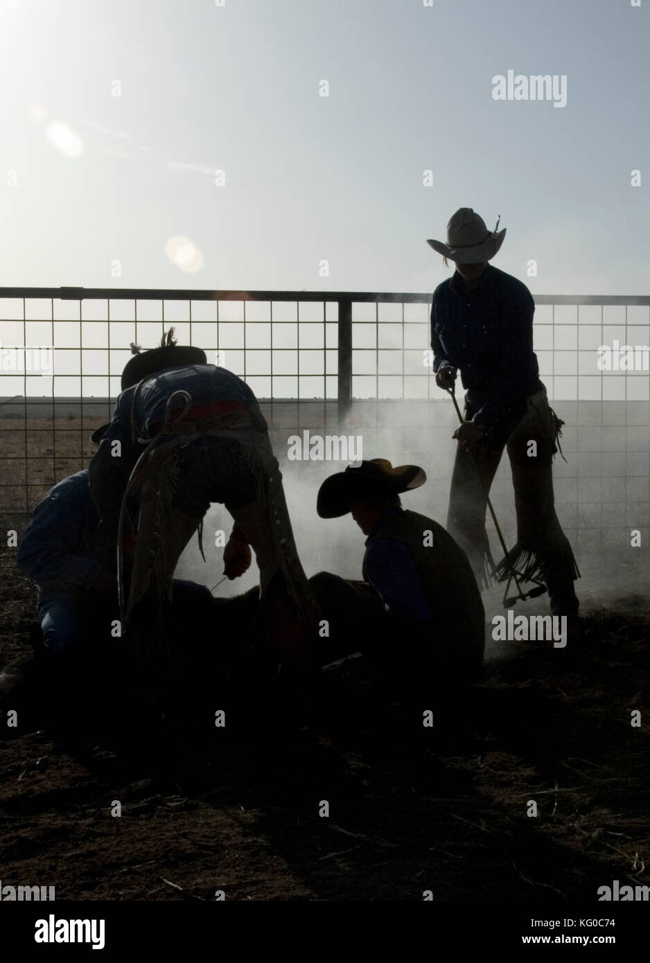 Silhouette di cowboy e lavoratori branding, marcatura e vaccinare i vitelli in un ranch, texas Foto Stock