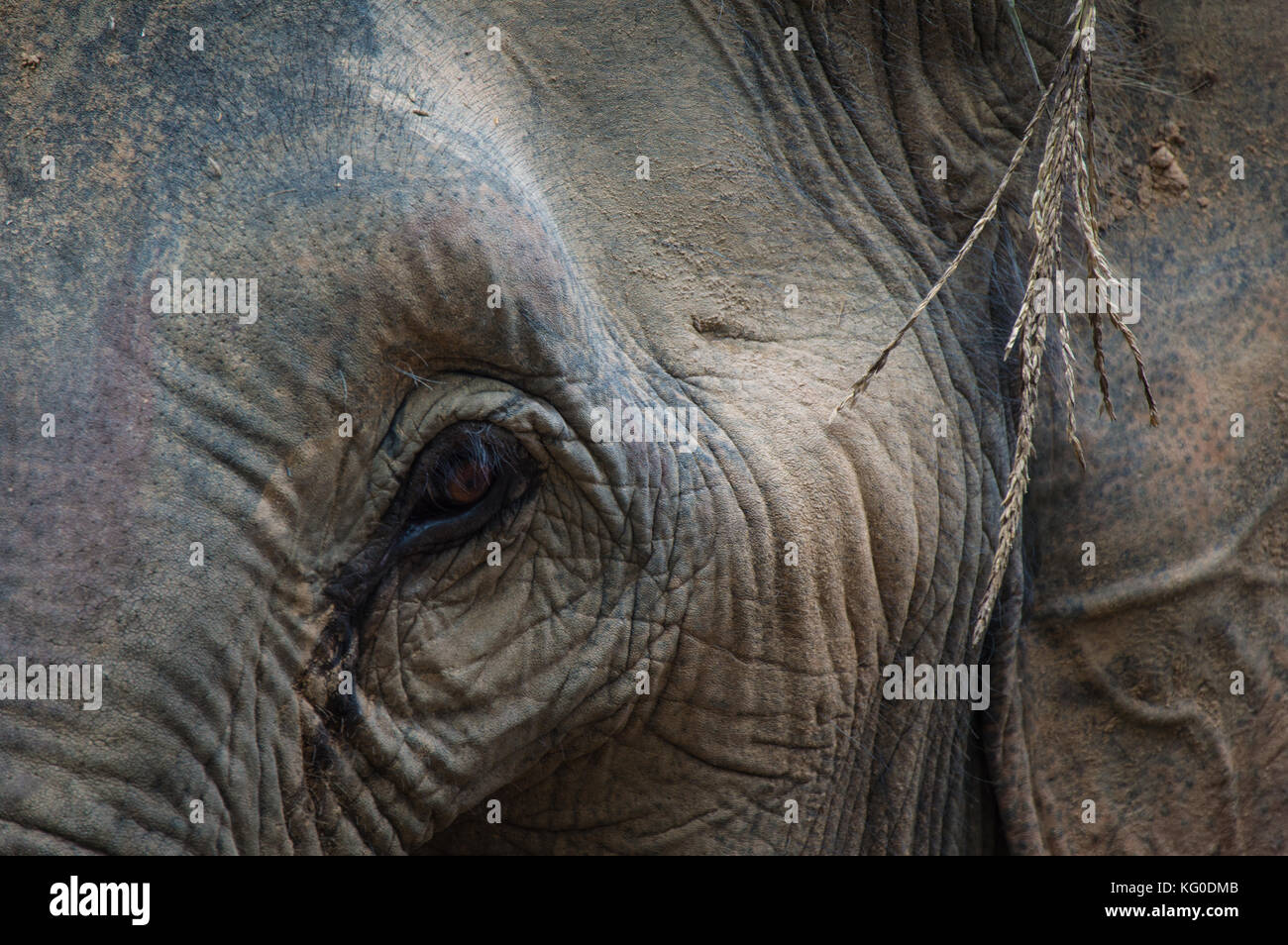 500px photo id: 138029155 - un elefante in una conservazione thai camp vicino a Chiang Rai. Foto Stock