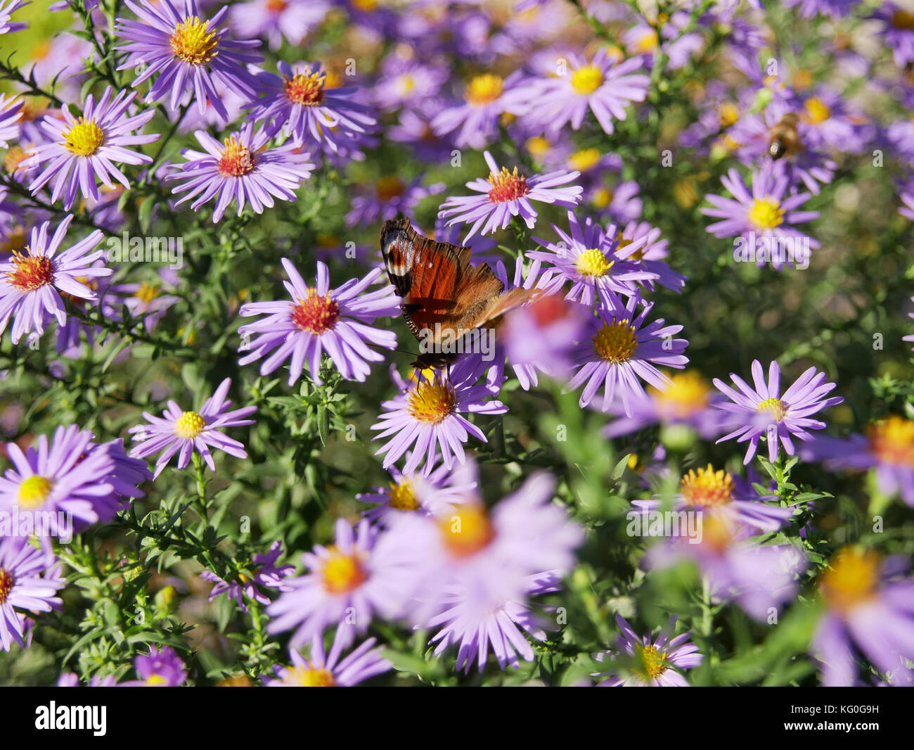 Lilla aster alpino fiore in giardino con farfalla sul fiore Foto Stock