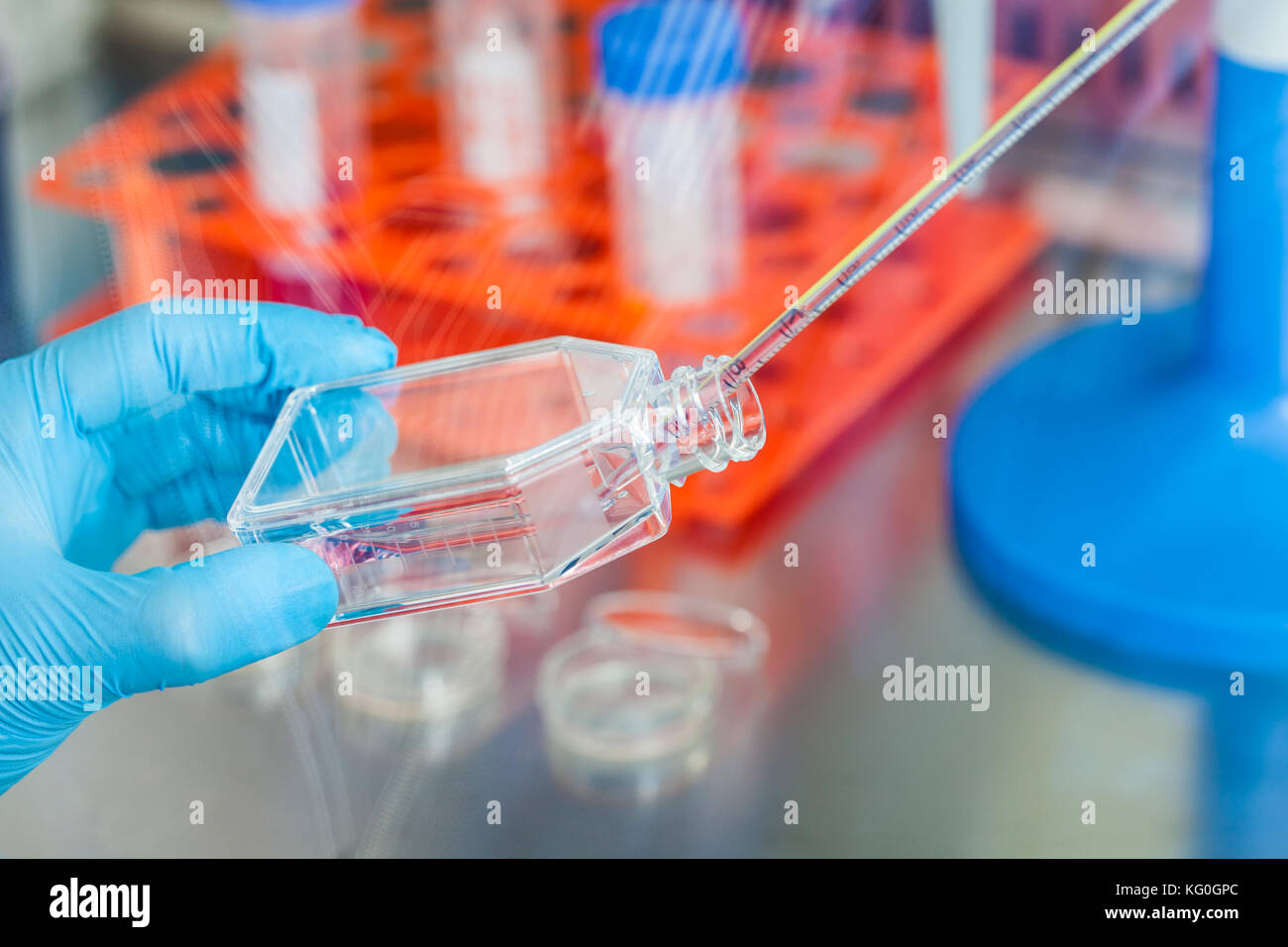 Scienziato che lavora con una coltura cellulare pallone sotto cappa sterile in laboratorio Foto Stock