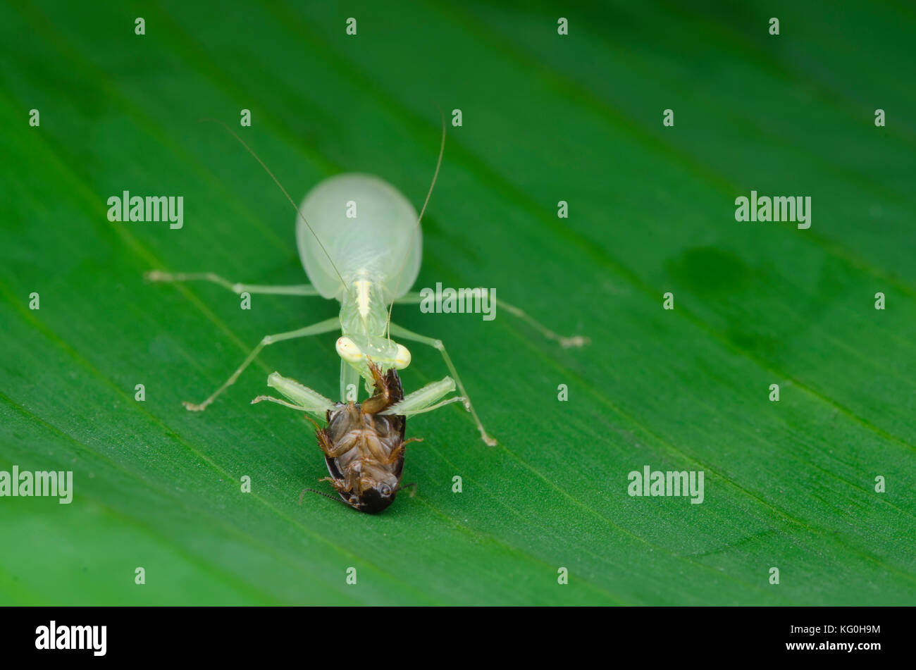Mantide religiosa su alimentazione roach. tropidomantis tenera. Malaysia Foto Stock