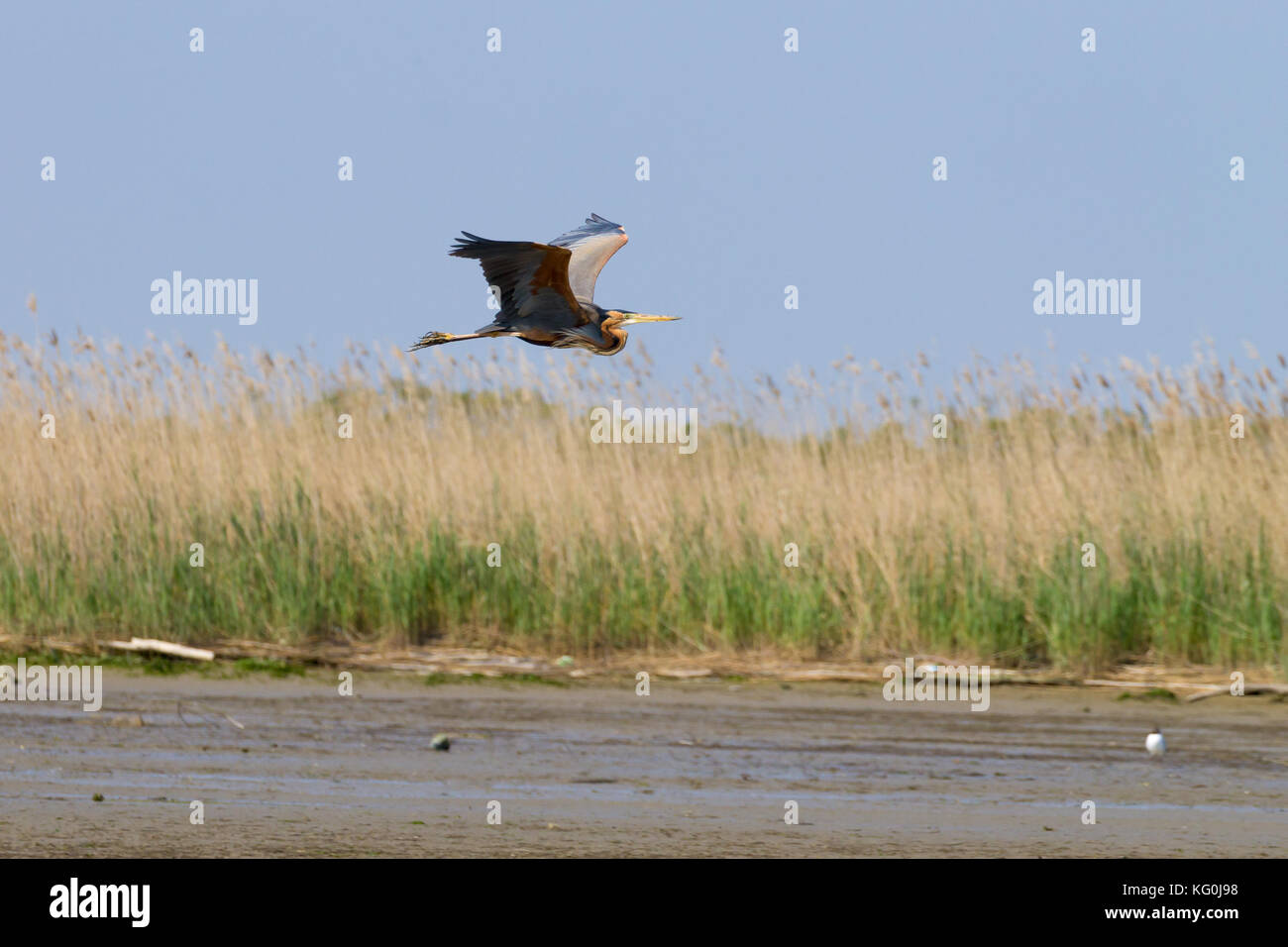 Airone rosso vicino fino dal fiume Po laguna, Italia. Per gli uccelli migratori. Natura italiana Foto Stock