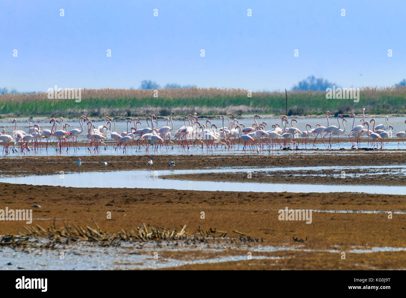 Stormo di fenicotteri rosa da "Delta del Po' laguna, Italia. Panorama della natura Foto Stock