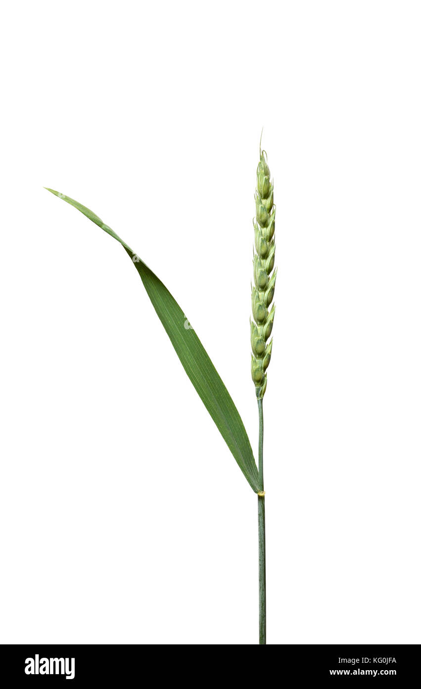 Orecchio verde di grano su sfondo bianco Foto Stock