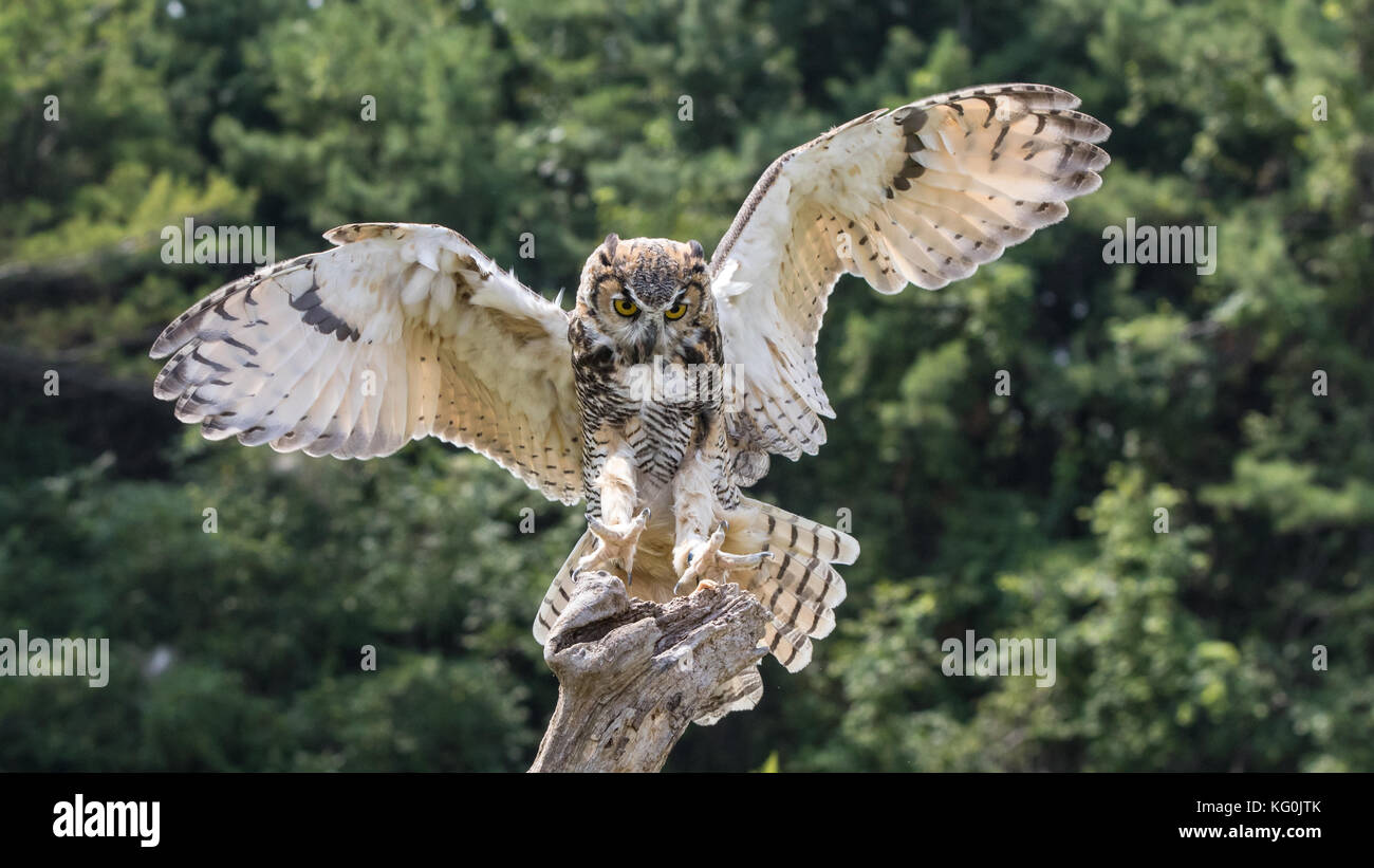 In arrivo per un atterraggio Foto Stock