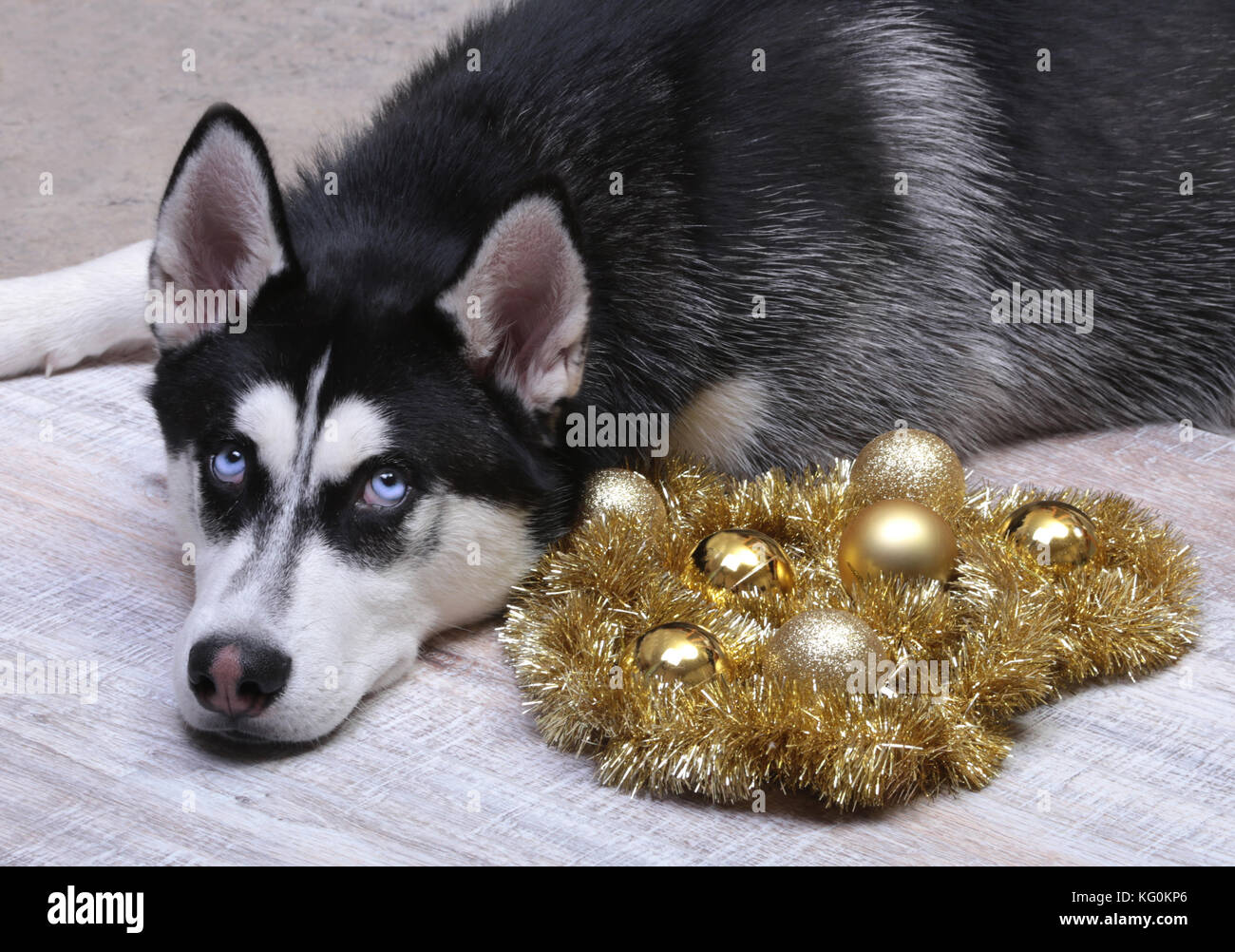 Siberian Husky cane vicino alla scatola regalo, coloratissime palle e  albero di natale Foto stock - Alamy