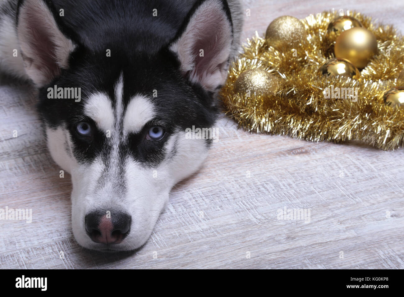 Siberian Husky cane vicino alla scatola regalo, coloratissime palle e albero di natale. Foto Stock