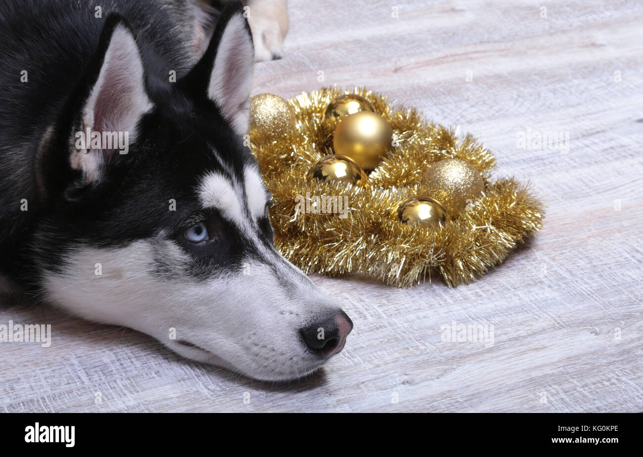 Siberian Husky cane vicino alla scatola regalo, coloratissime palle e albero di natale. Foto Stock