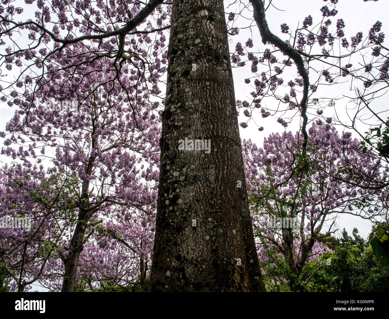 Paulownia tomentosa alberi in fiore, primavera sbocciano i fiori. Foto Stock