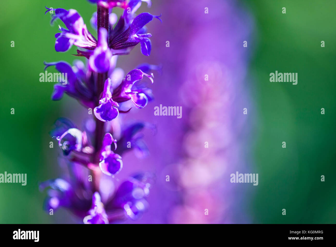 Soft focus sui fiori di lavanda, bellissimi fiori di lavanda Foto Stock