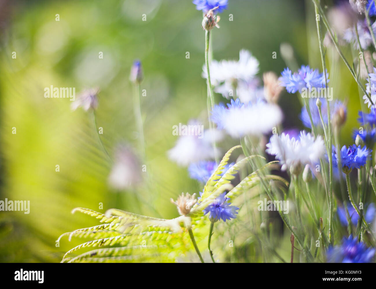 Un campo di minuscoli fiori blu, vintage tono freddo e poco profonda profondità di campo. Foto Stock
