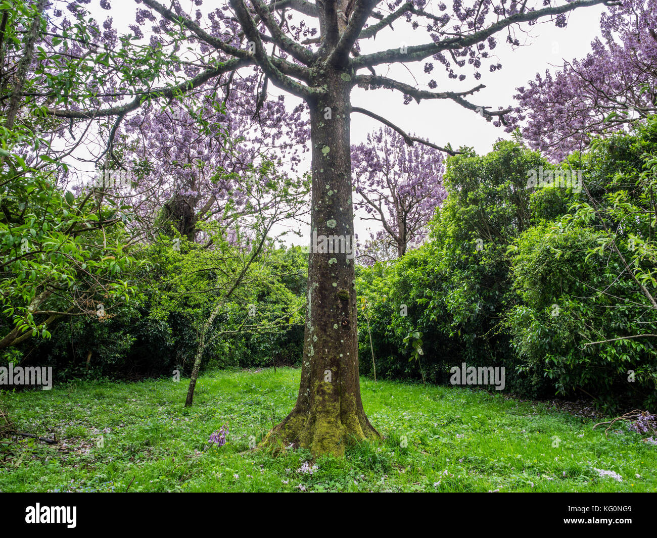 Paulownia tomentosa alberi in fiore, primavera sbocciano i fiori. Foto Stock