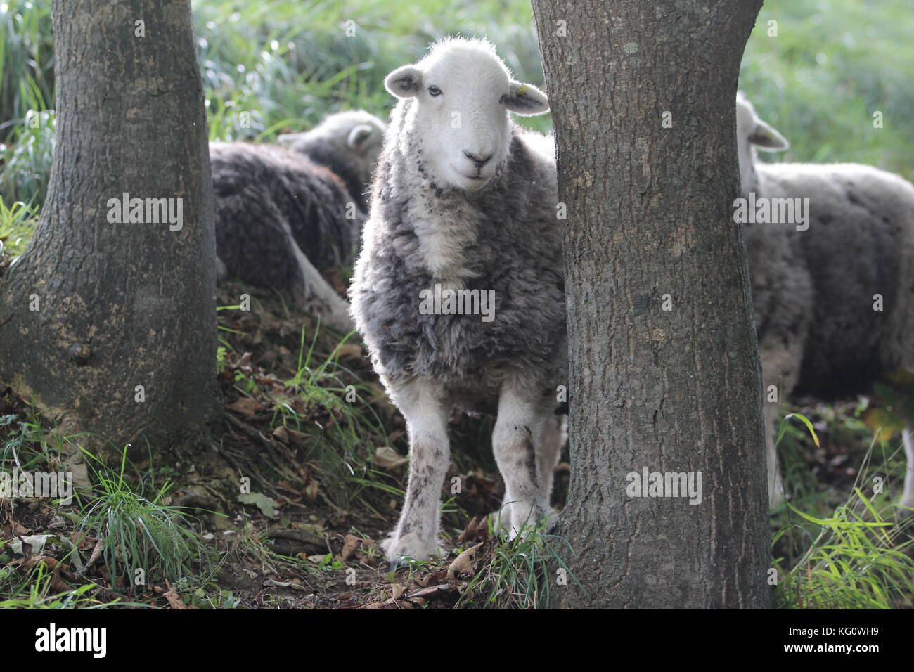 L'Europa, Inghilterra, Dorset, Corfe Castle, herdwick pecore sulle pendici del Corfe Castle Foto Stock