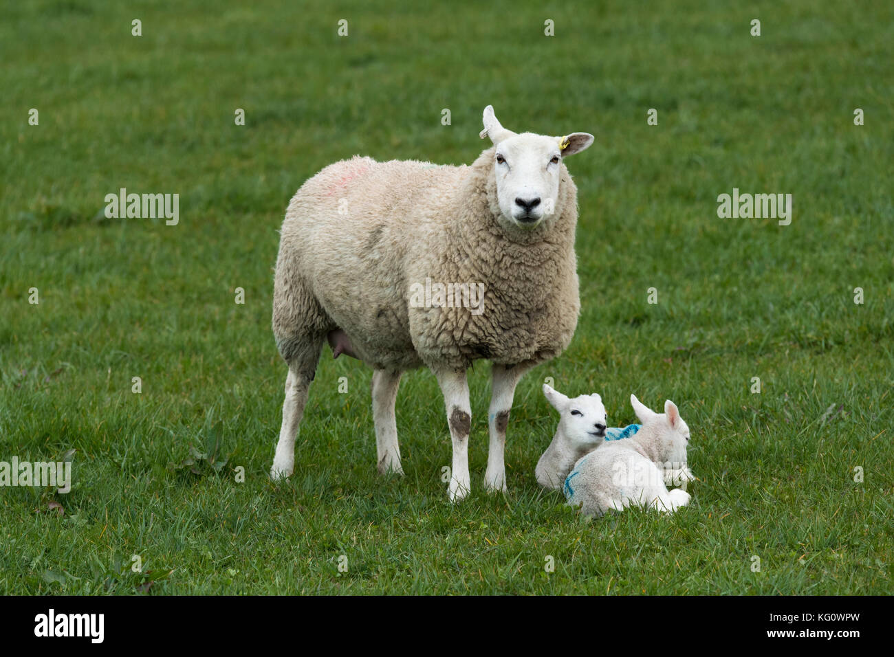 Close-up di 1 pecore (pecora) & 2 agnelli in una fattoria campo in primavera. I ragazzi sono rannicchiò insieme su erba, mamma in piedi su di loro - Inghilterra, GB, UK. Foto Stock