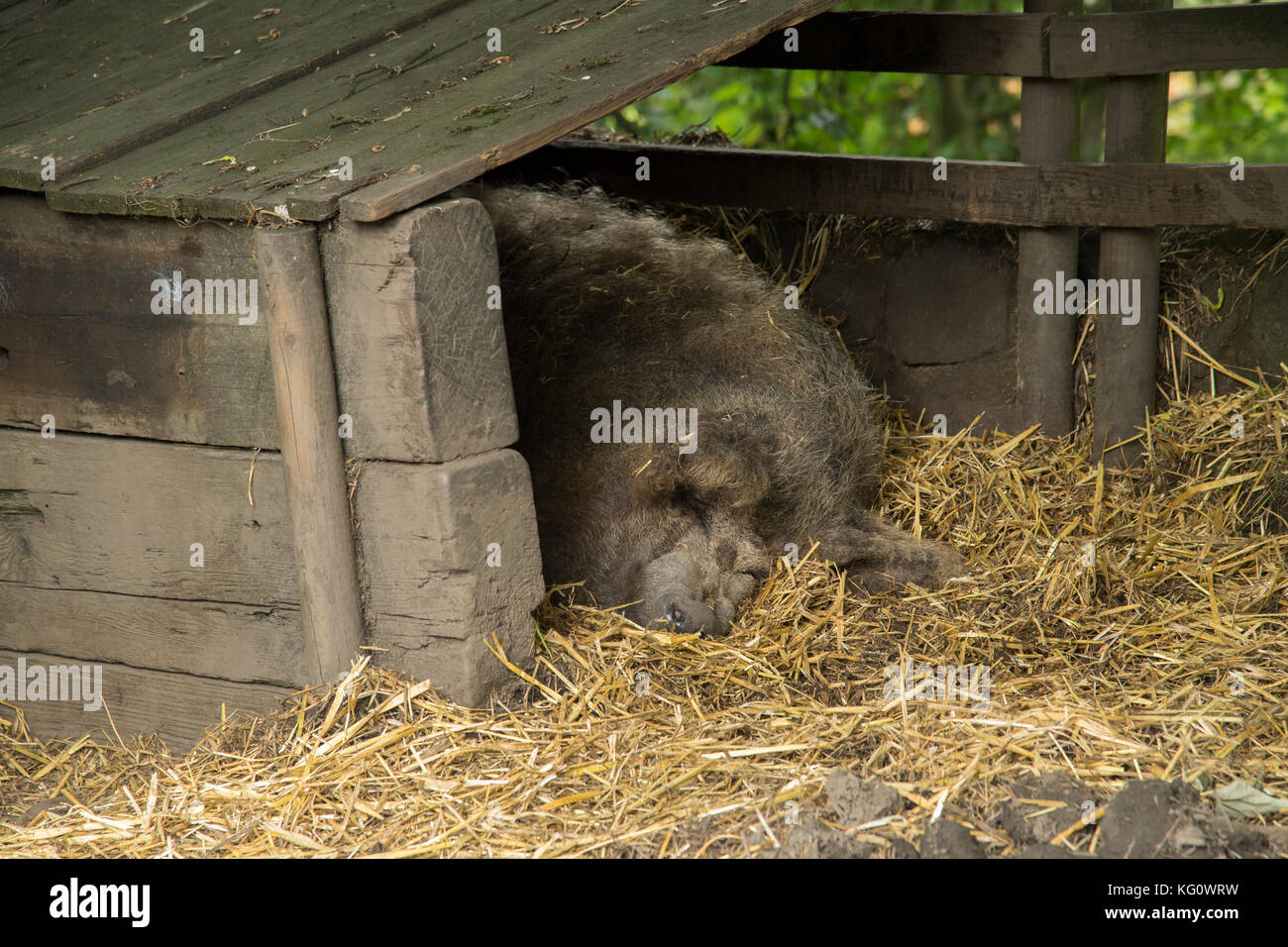 Grande, grigio, pigro, sleepy suino con muso prominente, si posa rannicchiò addormentato veloce, nel letto di paglia, nel cortile di legno sty - Inghilterra, GB, UK. Foto Stock