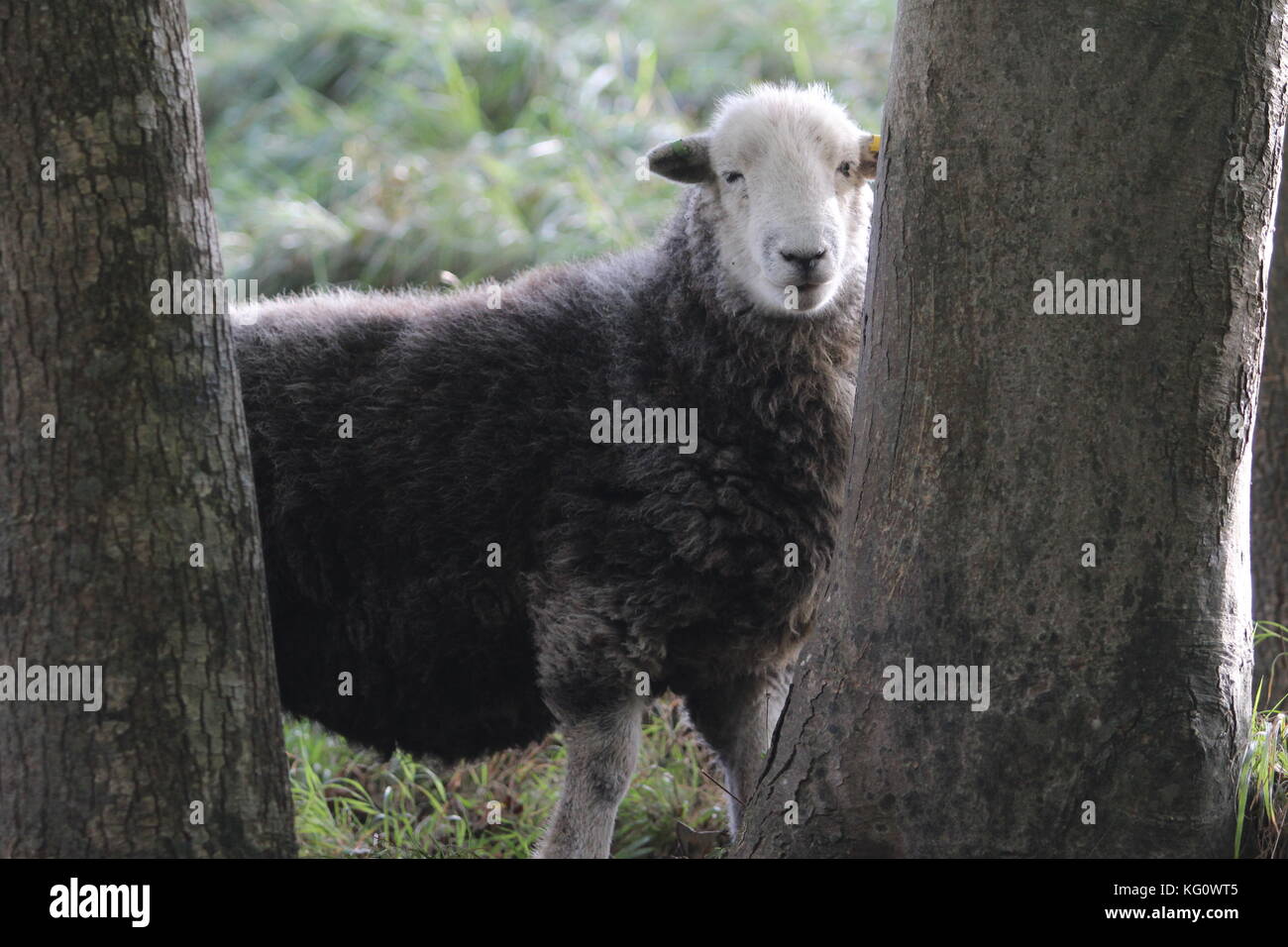 L'Europa, Inghilterra, Dorset, Corfe Castle, herdwick pecore sulle pendici del Corfe Castle Foto Stock