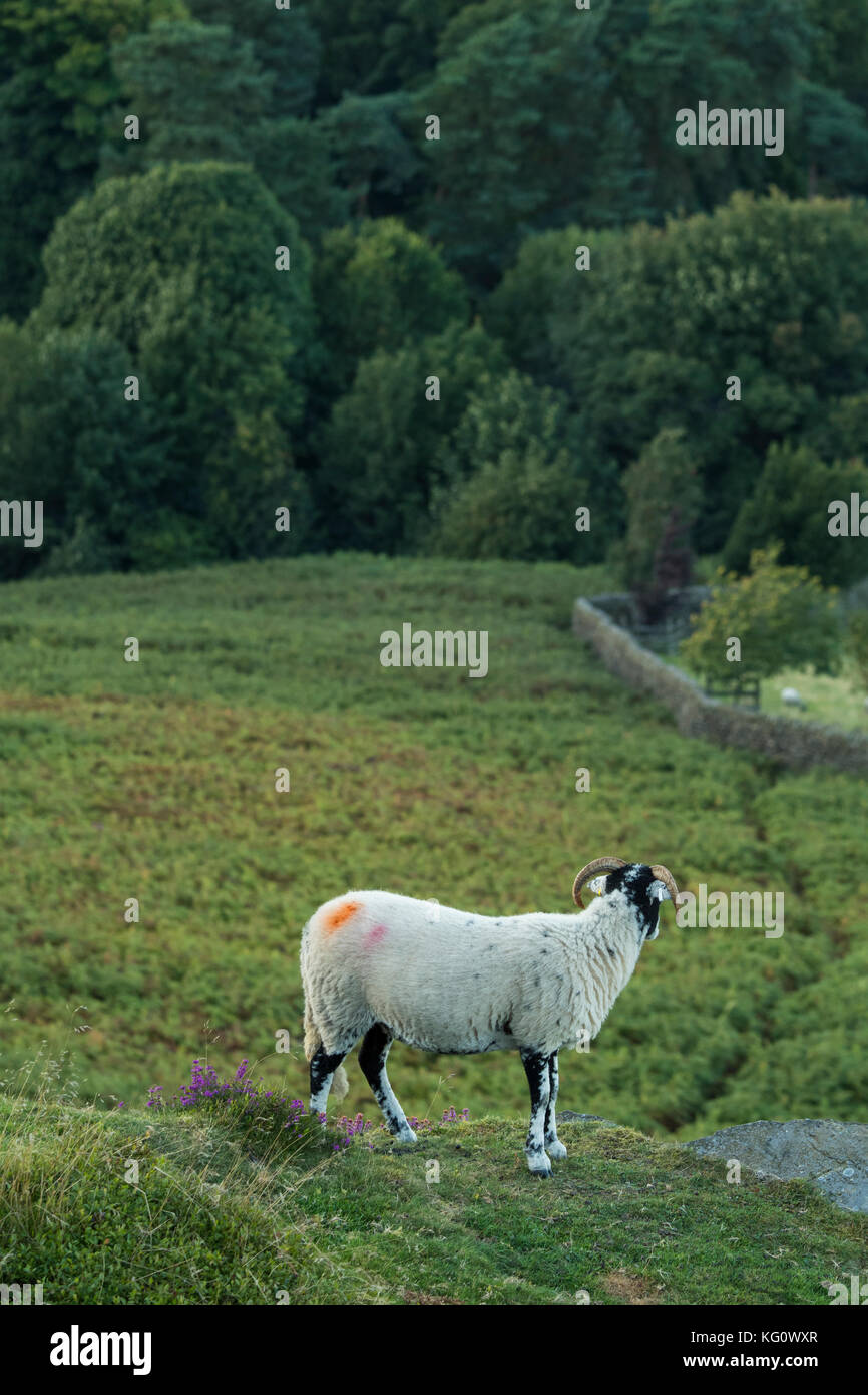 1 Swaledale pecora su Burley Moor, in piedi come un belvedere su una cengia rocciosa, in alto, sopra in pendenza ripida brughiera - Burley in Wharfedale, Inghilterra, Regno Unito. Foto Stock