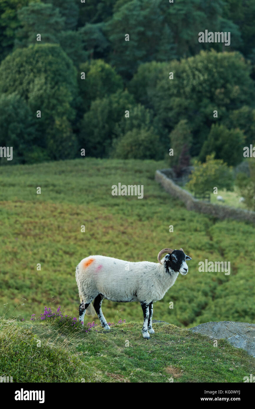 1 Swaledale pecora su Burley Moor, in piedi come un belvedere su una cengia rocciosa, in alto, sopra in pendenza ripida brughiera - Burley in Wharfedale, Inghilterra, Regno Unito. Foto Stock