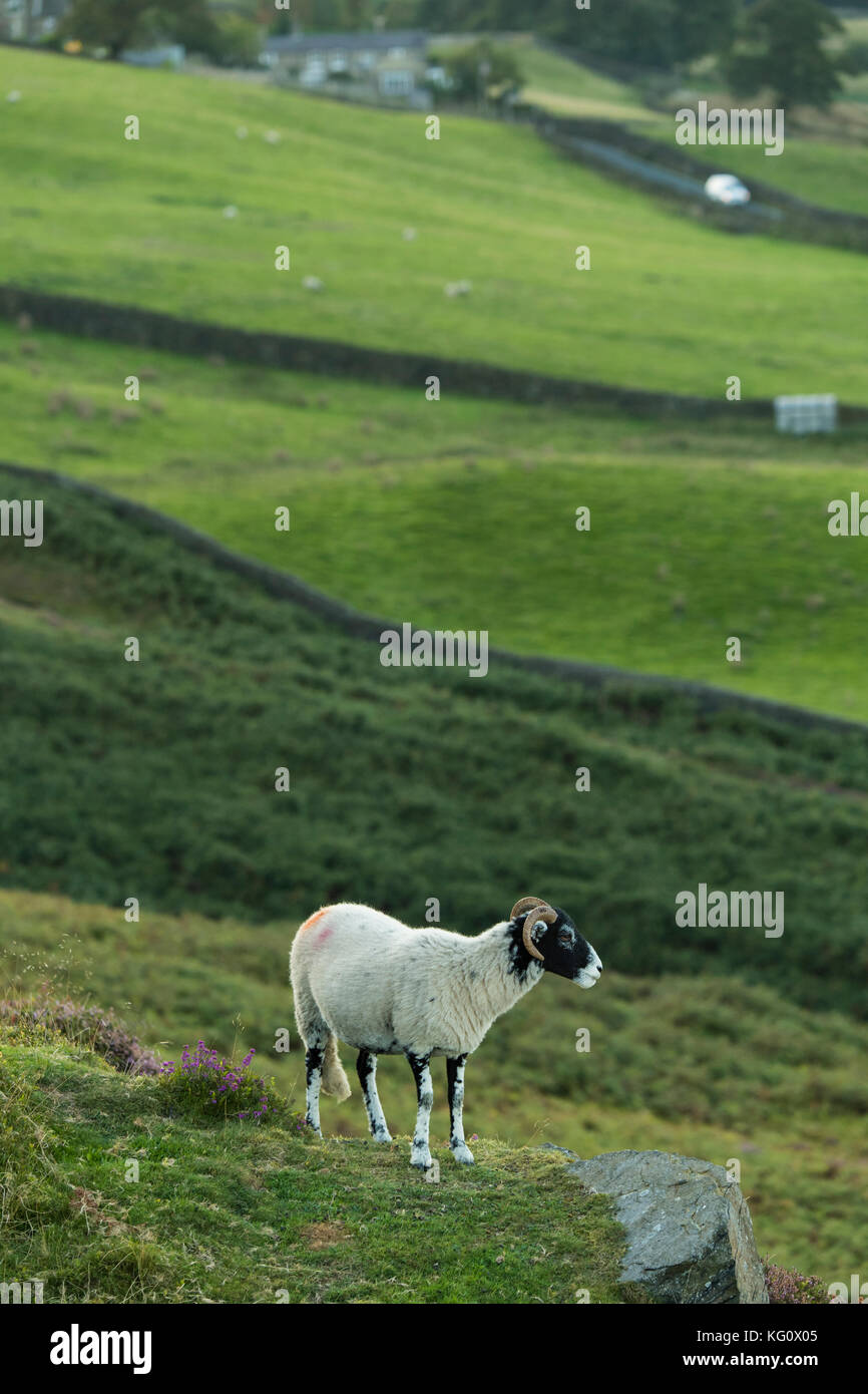 1 Swaledale pecora su Burley Moor, in piedi come un belvedere, su una sporgenza rocciosa, in alto, sopra in pendenza ripida campi - Burley in Wharfedale, Inghilterra, Regno Unito. Foto Stock