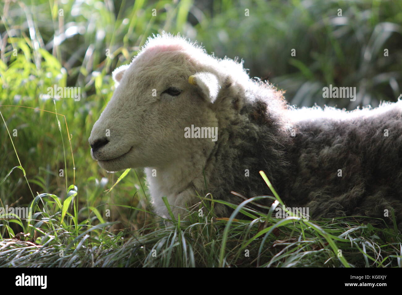 L'Europa, Inghilterra, Dorset, Corfe Castle, herdwick pecore sulle pendici del Corfe Castle Foto Stock