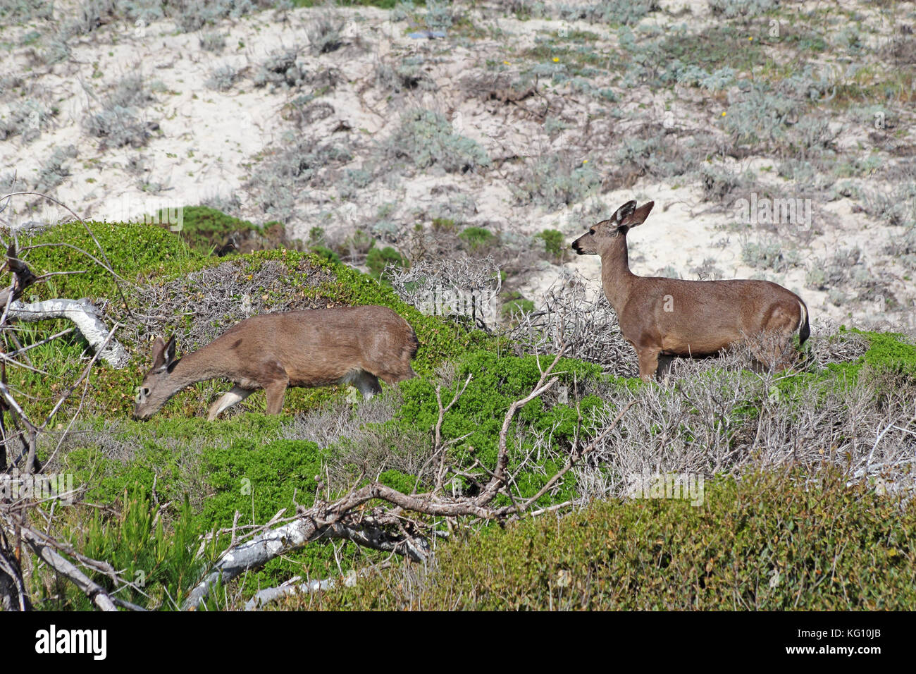 Due california Mule Deer (Odocoileus hemionus californicus) sulle dune di sabbia nella riserva naturale di stato asilomar beach in Pacific Grove vicino monter Foto Stock