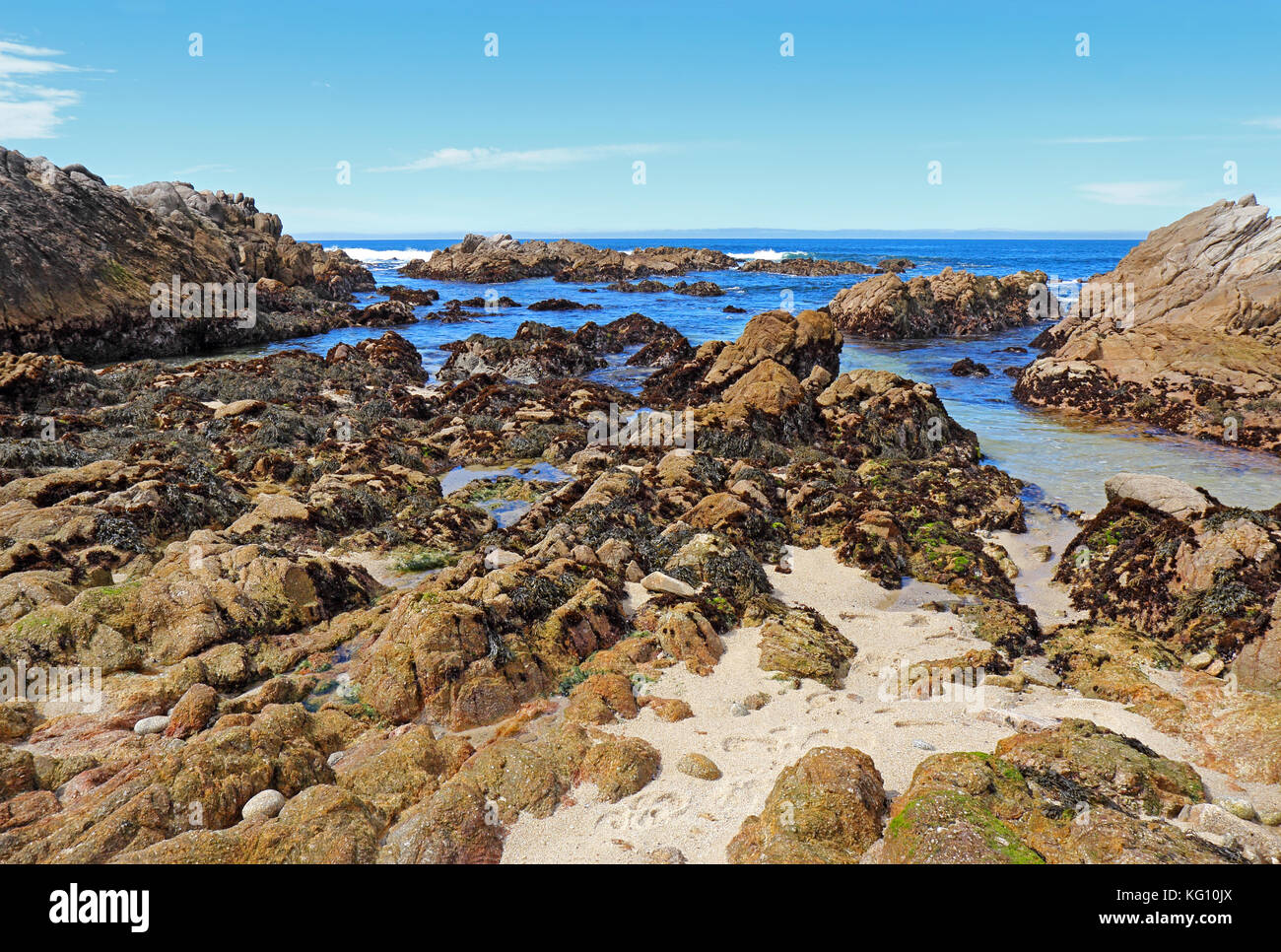 La bassa marea rivela alghe e pozze di marea a stato asilomar beach in Pacific Grove sulla penisola di Monterey in California Foto Stock