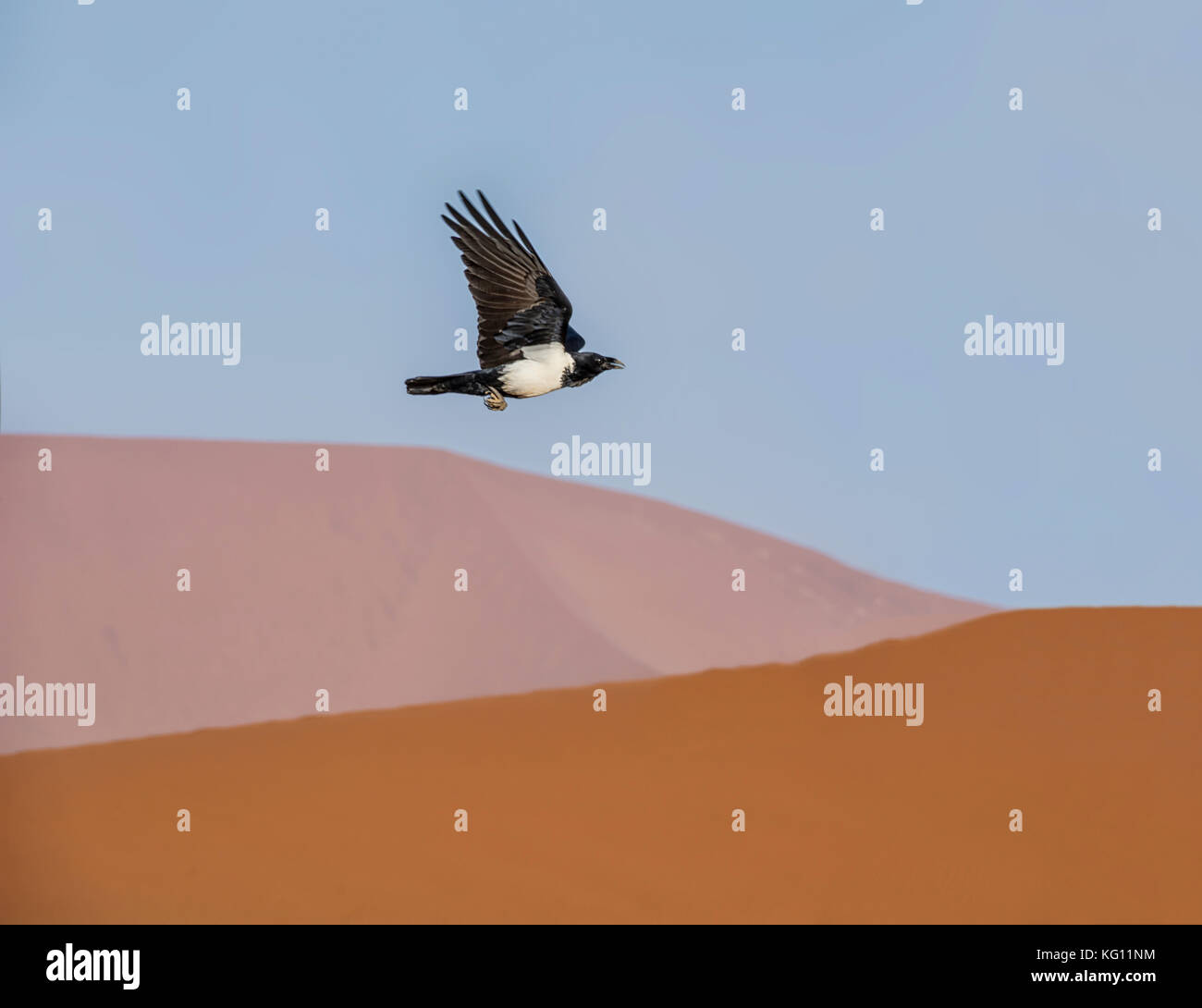 Un pied crow in volo sopra il deserto namibiano Foto Stock